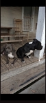 ONLY 2 LEFT!!! UKC Pitbull Puppies for Sale