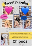 Chipoo puppies (chihuahua poodle)