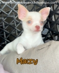 Male Registered Chihuahuas