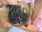 Chow chow puppies