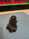 Male Yorkie puppy