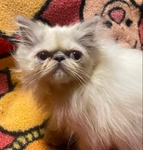 Persian / Himalayan Kittens