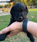 F2B Goldendoodle Puppies