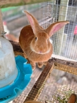Rabbits for sale