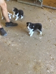 Reg.Border Collie