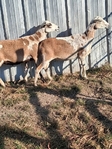 Sheep for sale