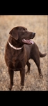 AKC lab puppies