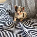 Merle Corgis CKC Registered