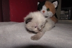 Ragdoll kittens for sale
