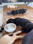 Walker Hound/Black Mouth Cur mix puppies