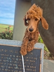 Female Goldendoodle