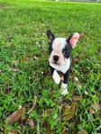AKC Boston Terrier puppies