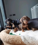 Dachshund puppies