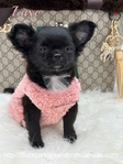 Gorgeous Luxurious AKC Female Longcoat Chihuahua