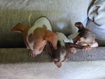 CHIWEENIE  CUTE  PUPPIES 7 WEEKS OLD