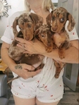 Miniature Dachshund puppies for adoption