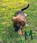 Blue heeler/ Australian shepherd mix pups