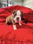 Boston Terrier Puppies