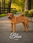 Rhodesian Ridgeback Puppies