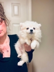Pomeranian puppies Teacup & Toy sizes