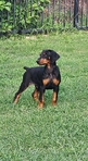 Doberman Pinscher Puppies