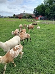 Sheep