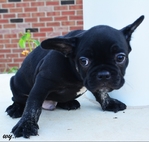 Female & Male Frenchies available