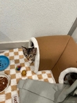 Free male  Tiger striped tabby  kitten❣️