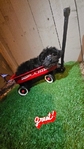 YorkiPoo  male  $600