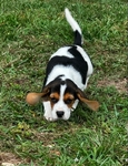Beagle Puppies