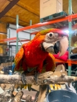 Baby Flame Macaw