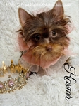 AKC Micro Female Chocolate & Tan Yorkie