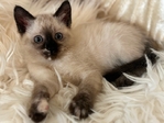Adorable Siamese Kitten