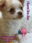 AKC Applehead Longcoat Chihuahuas