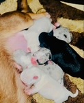 Chihuahua puppies in Houston Clear Lake