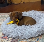 CKC MINI DACHSHUND FEMALE (SALE $700 )