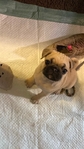 Easter Pug Puppies Ready for a forever home