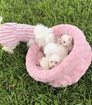 Maltipoo small puppies Maltese poodle toy breed.
