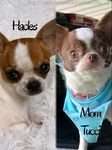 AKC Stunning Male Chihuahuas