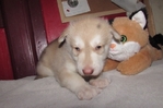 wolf hybrids for sale