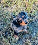 AKC Mini Dachshund Puppies