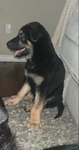 8wk old German shepherd