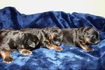 Akc German shepherd puppies