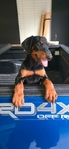 Doberman Pinscher Puppies