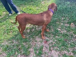 AKC Female Rhodesian Ridgeback