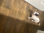 4 months old