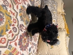 Akc miniature make schnauzer