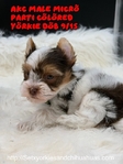 AKC Registered Micro Yorkies