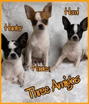 AKC Stunning Male Chihuahuas