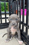 Doberman mix pitbull XL puppy
